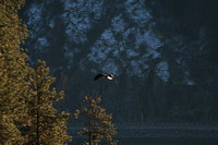 Christmas Day Eagles on Coeur d'Alene Lake